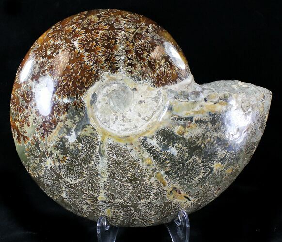 Huge Polished Cleoniceras Ammonite Fossil #21638